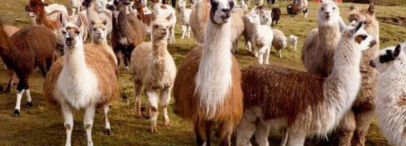 As diferenças entre lhamas e alpacas