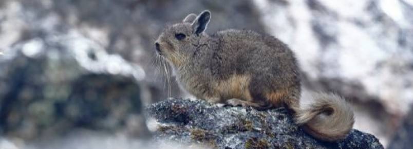 A fauna da cordilheira dos Andes