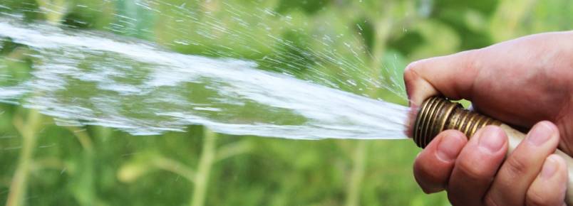 Como acabar com as pulgas no quintal de terra