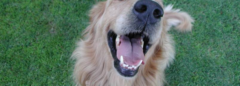 12 cachorros tão felizes que vão melhorar o seu dia