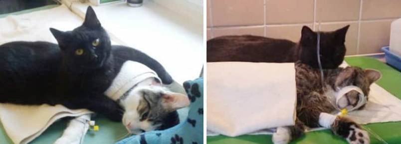 Gato enfermeiro que foi resgatado, agora cuida de outros animais doentes em abrigo polons