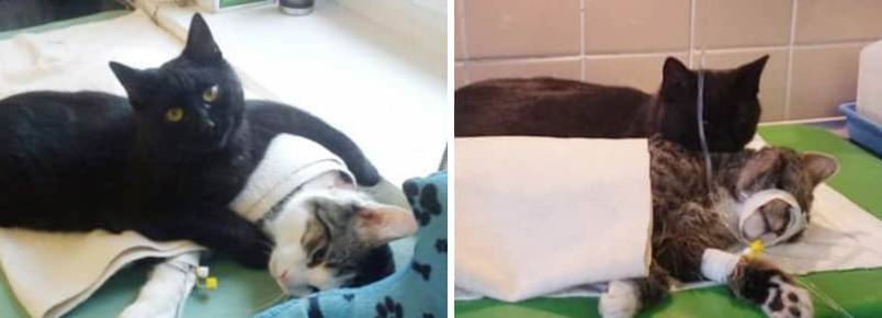 “Gato enfermeiro” que foi resgatado, agora cuida de outros animais doentes em abrigo polonês