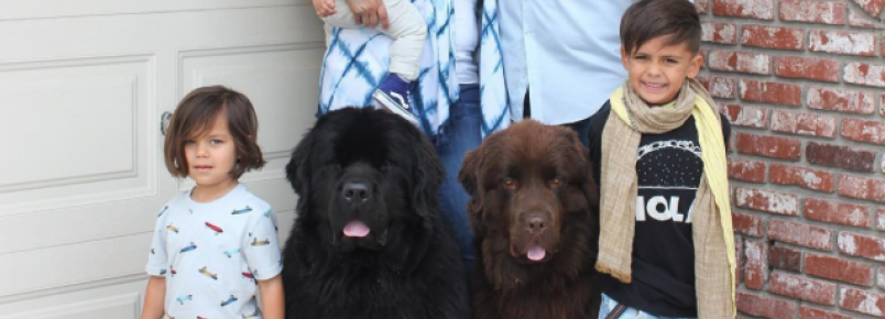 Casal conta com a ajuda de dois cães enormes para cuidar dos três filhos