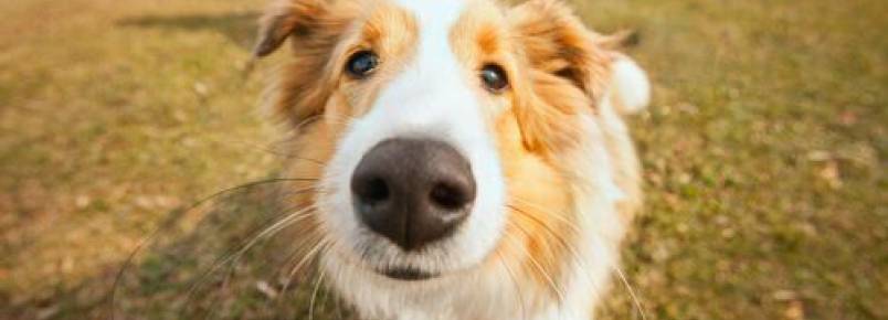 Ressecamento no nariz dos cães: tratamento