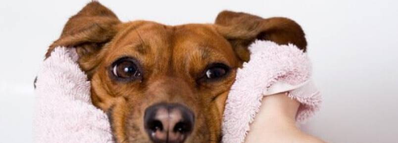 Quando o nariz seco é um alerta de doença em cães