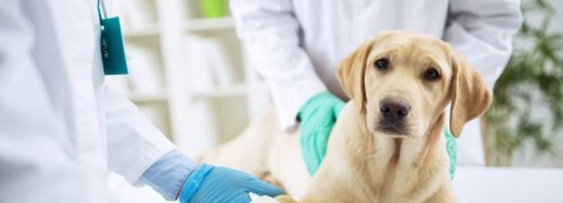 Quando devo visitar o veterinário?