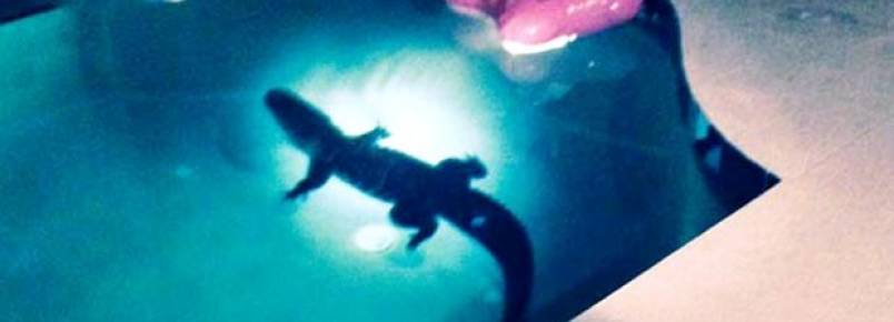 Mulher vai checar barulho na piscina e encontra jacaré de 2,4m