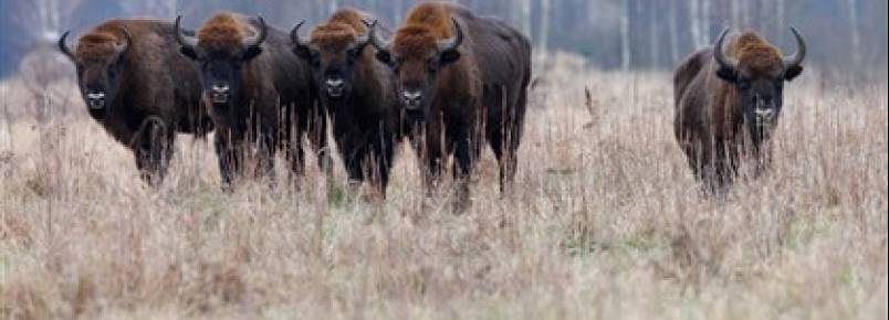 Bisontes regressam à Roménia dois séculos depois