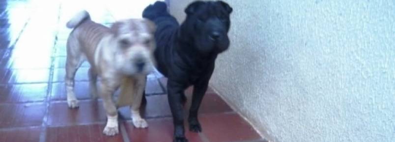 Casal de Shar Pei est desaparecido