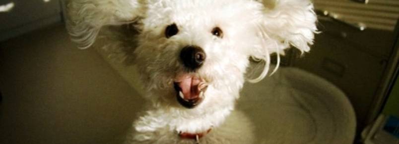 Como ensinar o cão a não pular nas pessoas