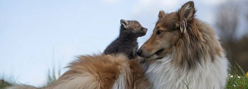 Filhote de raposa rfo ganha uma me adotiva canina e um amigo felino