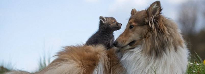 Filhote de raposa órfão ganha uma mãe adotiva canina e um amigo felino