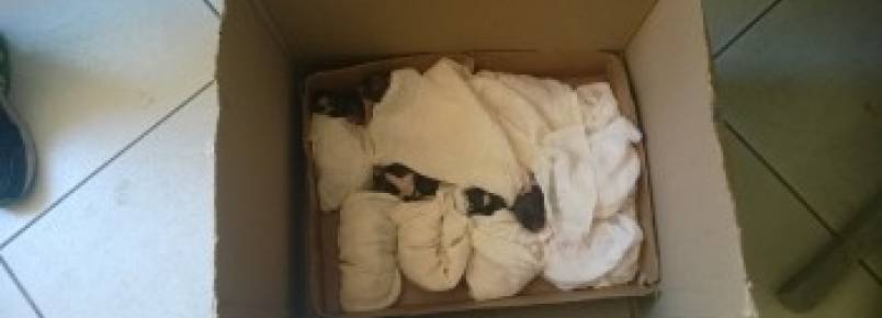 Equipe do IC faz parto de cachorra assassinada junto com o seu dono