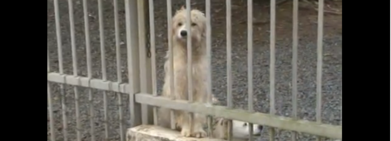Placas de identificação ajudam na identificação de animais perdidos.