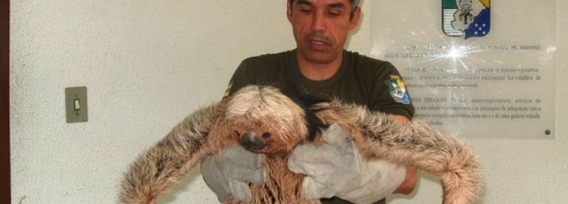 PM captura bicho preguiça em condomínio da capital