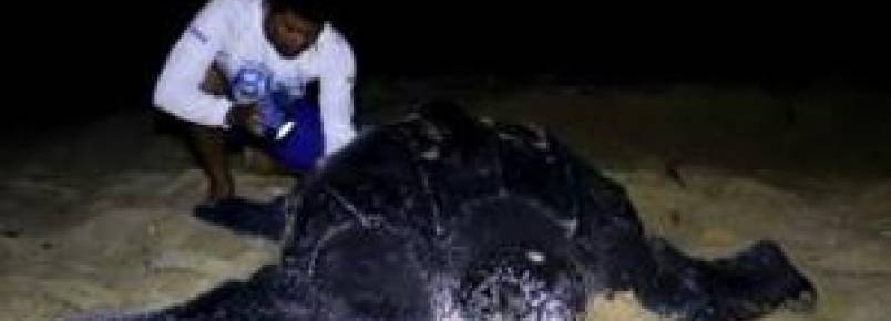Tartaruga-de-couro de 300 quilos desova na praia da Pedra do Sal