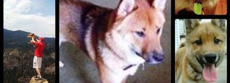 Cão que foi vendido na internet volta para dono original após campanha no F