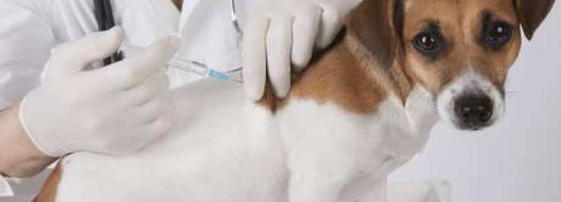 Cuidados básicos com filhotes prolongam a vida dos cães