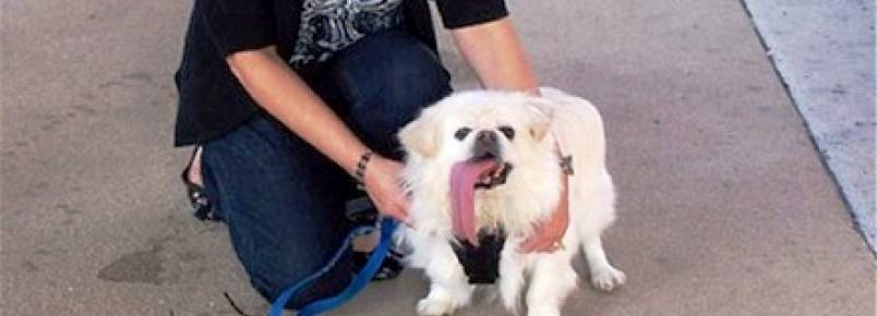 Puggy: o cachorro com a maior língua do mundo