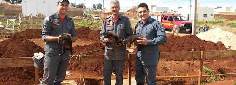 Bombeiros resgatam cachorrinhos que caram em buraco de 7 metros de profundidade