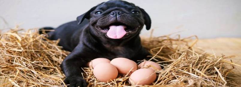 Alimentao pet: animais de estimao podem comer ovo?