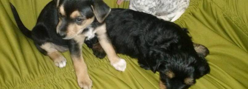 SOS Bebês - Urgente!