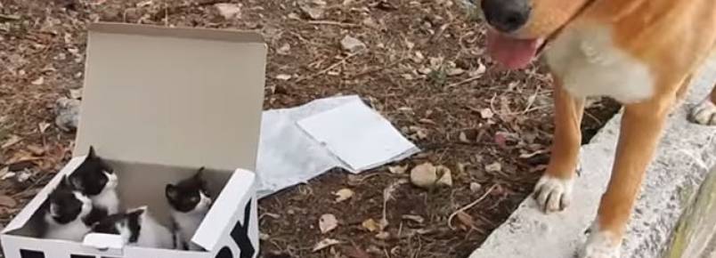 Cachorro encontra caixa misteriosa e todos ficam surpresos com o conteúdo