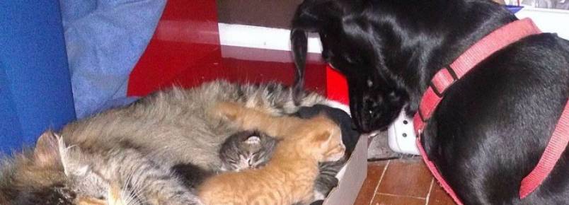 Cachorro se apaixona por sete filhotinhos de gato e cuida de todos eles