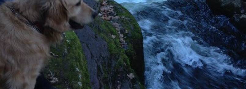 O golden retriever Watson e suas divertidas fotos