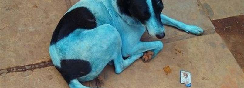 Entenda o fenômeno que está fazendo cães ficarem azuis na Índia