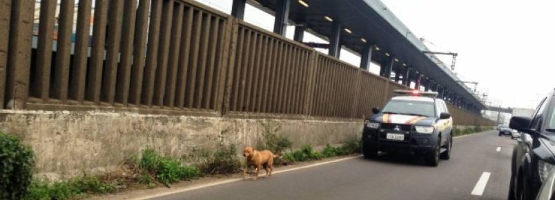 Viatura da PRF "escolta" cachorro em rodovia no RS