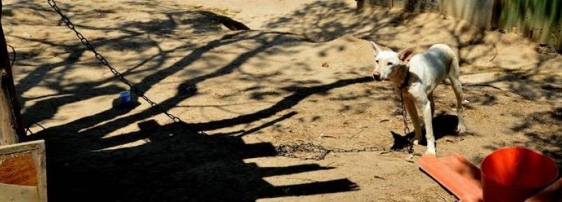 Cães continuam abandonados após reintegração
