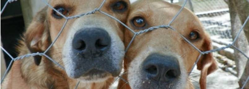 Ipojuca realiza feira de adoção de animais