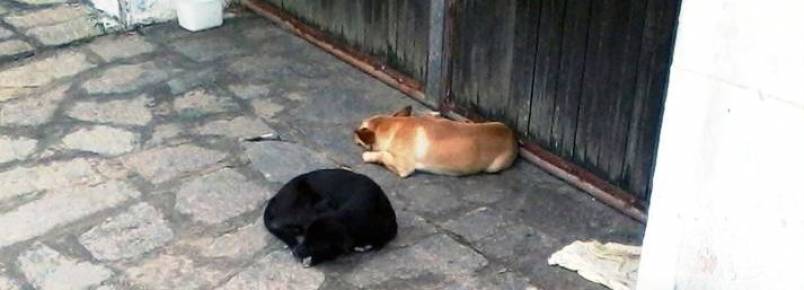Animais nas ruas não podem ser recolhidos e doação só é permitida para maiores de 18 anos