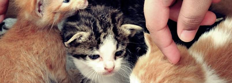 Evento beneficente em prol dos animais acontece em Chã Grande
