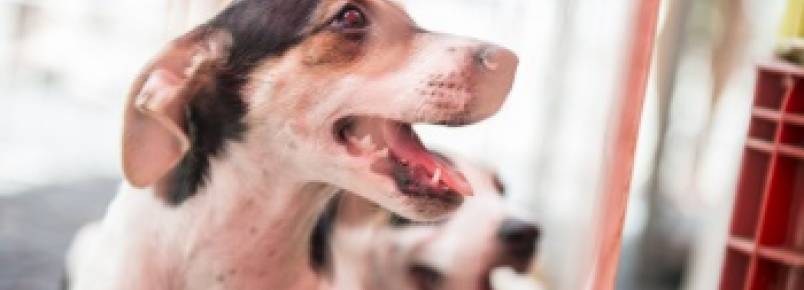 Prefeitura de Vitória vai criar praças com "brinquedos" para animais de estimação