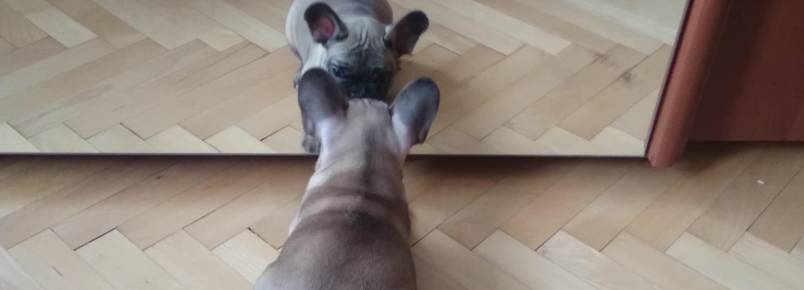 Filhote de buldogue francês se confunde e briga com o próprio reflexo