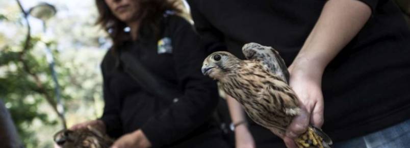 No Parque da cidade do Porto, dois falcões peneireiros regressaram à natureza