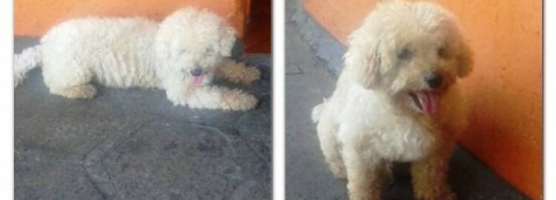 Cachorro é encontrado no centro de Cassilândia