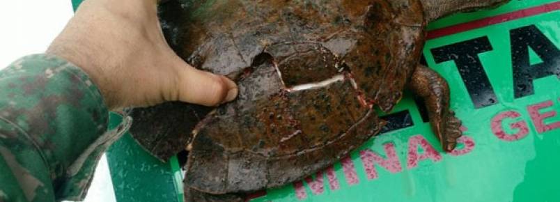 Seis animais silvestres são capturados na zona urbana de Uberlândia