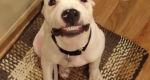 Cachorro sorri quando mulher pede e faz sucesso na Internet
