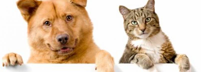 Abrigo para cães e gatos será inaugurado dia 26 em Sorriso