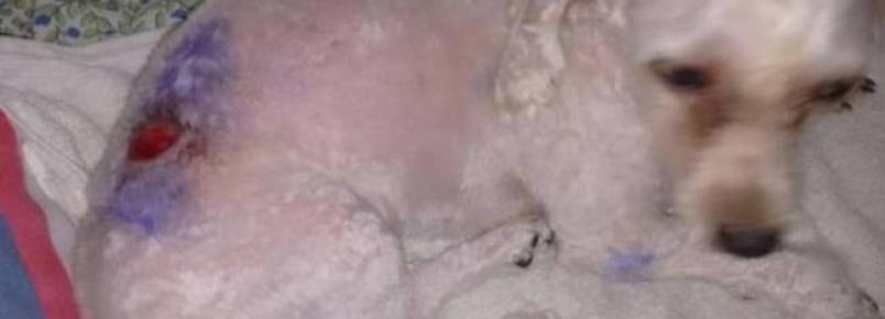 Dona de cadela denuncia maus tratos durante tosa