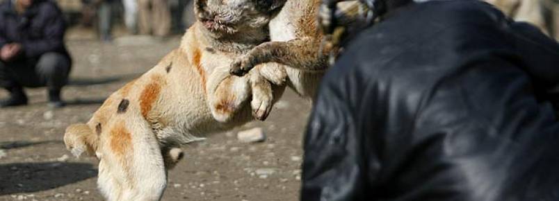 Rinha de animais  proibida no Esprito Santo