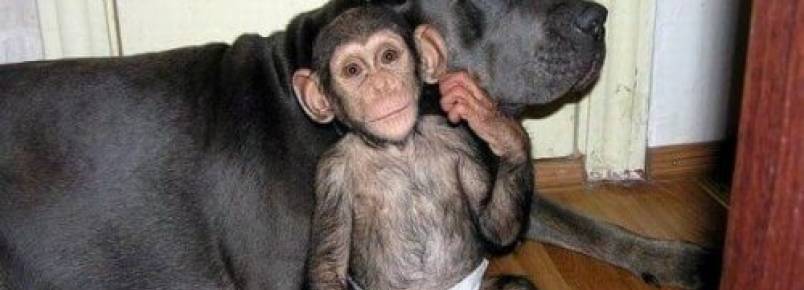 Conheça a cadela que cuida de chimpanzés órfãos