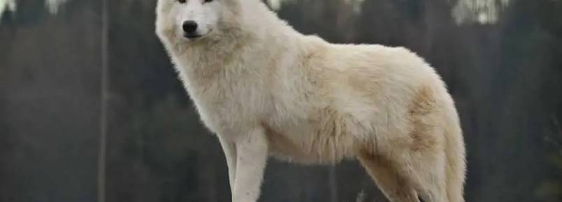 Cachorro parecido com lobo – Conheça 16 raças