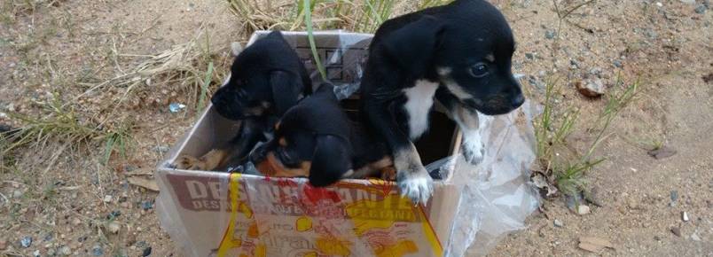 Mulher  flagrada abandonando filhotes de cachorro