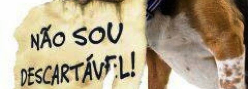 Associação denuncia abandono de animais em RC