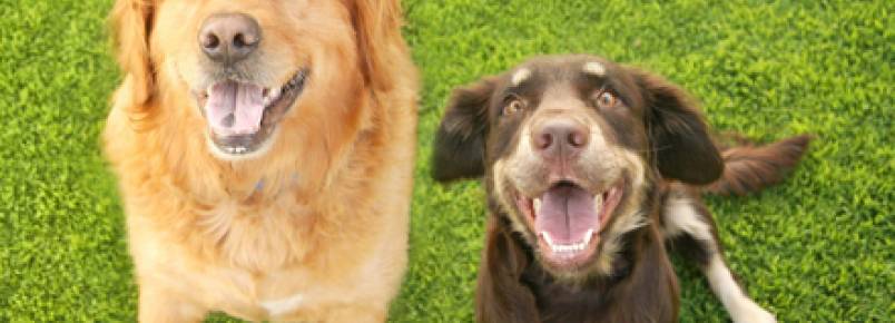 Vacina anticoncepcional: cientista pesquisa alternativa à castração de animais