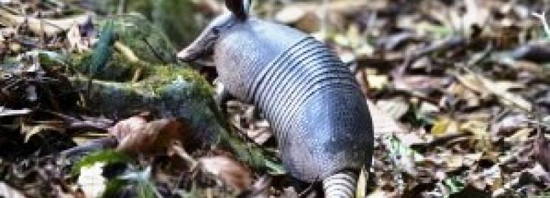 Tatu-galinha, você conhece?